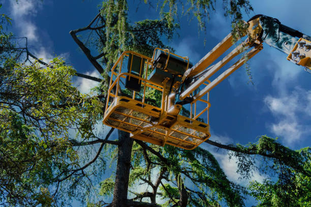 Best Arborist Consultation Services  in Sebastopol, CA